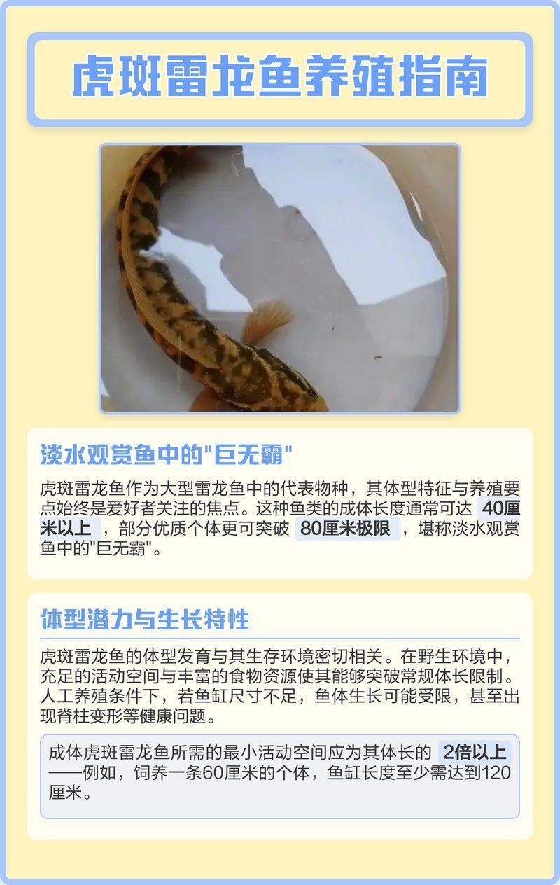 虎斑恐龍魚能長(zhǎng)到多大