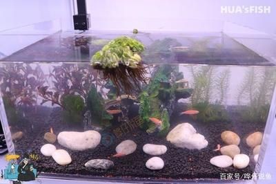 魚缸的水總是發白(為什么魚缸水總是發白?) 魚缸百科 第3張 魚缸的水總是發白(為什么魚缸水總是發白?) 魚缸的水總是發白(為什么魚缸水總是發白?) 魚缸百科 第3張