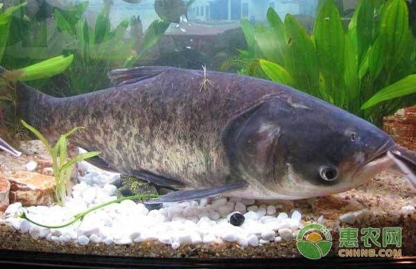 花鰱魚苗活體黑麻鰱 花鰱魚苗活體黑麻鰱 龍魚論壇 第7張