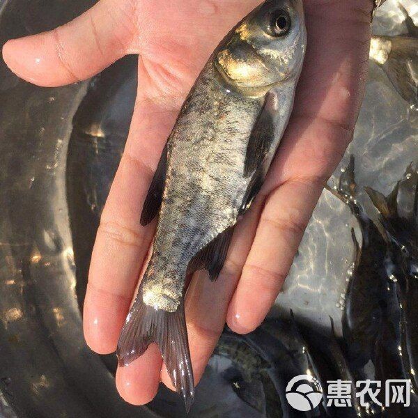 花鰱魚苗活體黑麻鰱 花鰱魚苗活體黑麻鰱 龍魚論壇 第4張