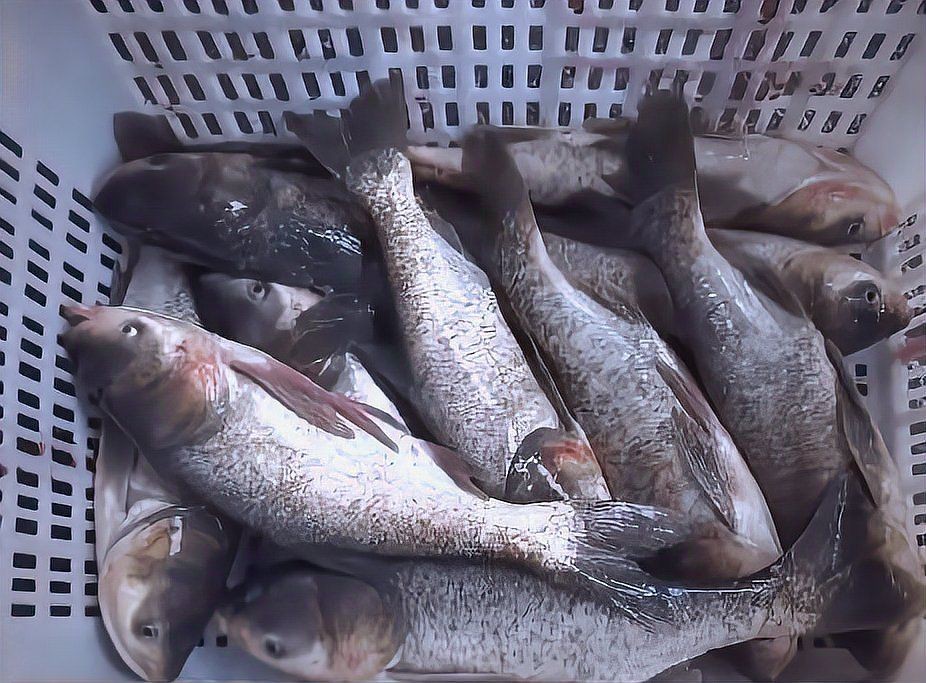花鰱魚苗活體黑麻鰱 花鰱魚苗活體黑麻鰱 龍魚論壇 第5張