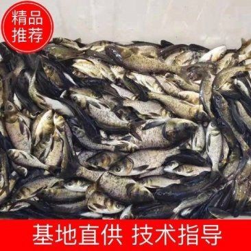 花鰱魚苗活體黑麻鰱 花鰱魚苗活體黑麻鰱 龍魚論壇 第3張