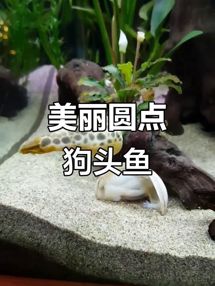 紅圓點狗頭魚是紅眼最好嗎