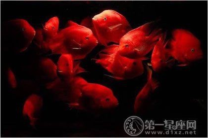紅財神魚產卵