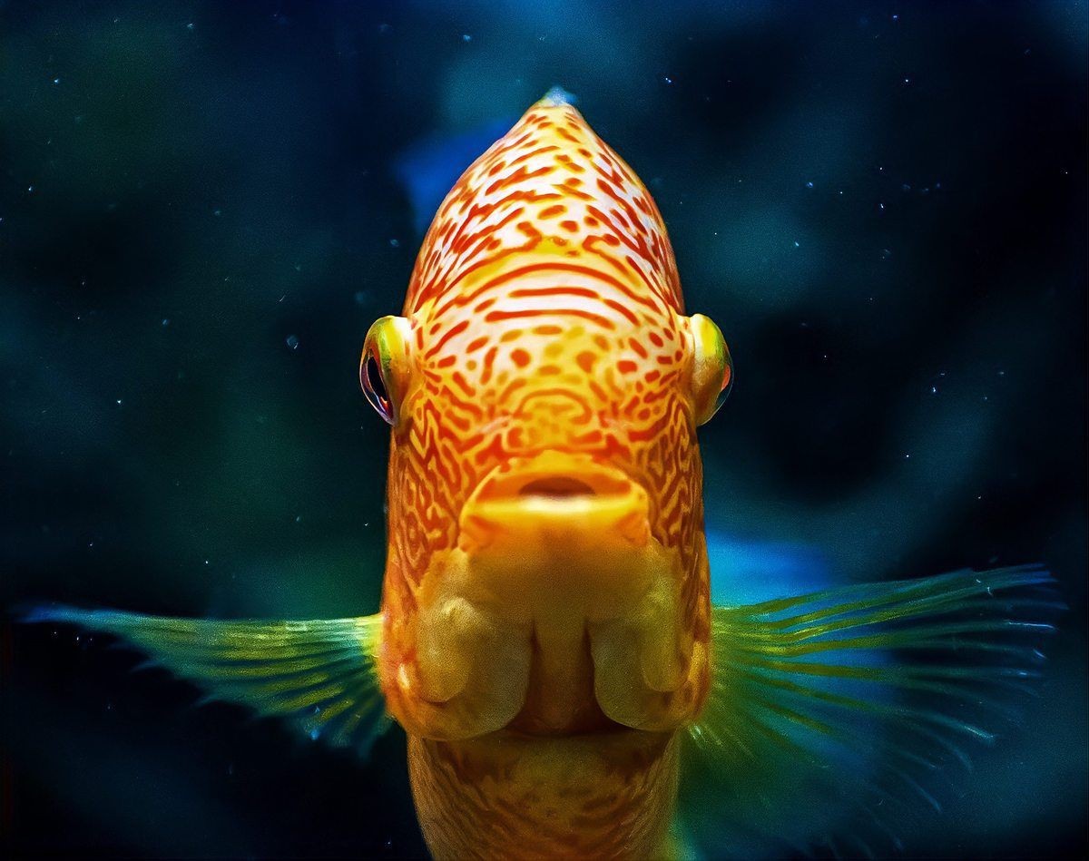 紅財神魚產卵