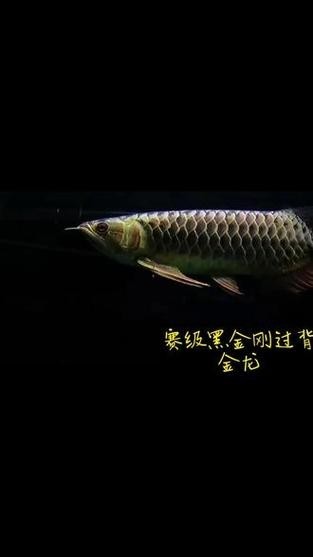 黑色金龍魚圖片大全大圖