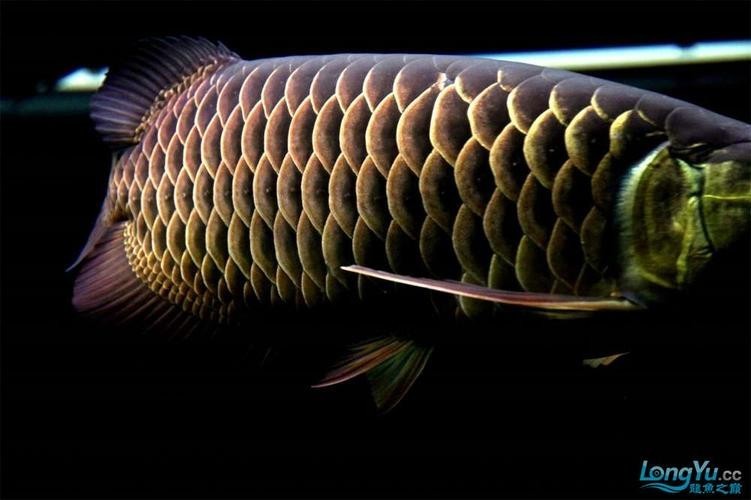 黑色金龍魚圖片大全大圖