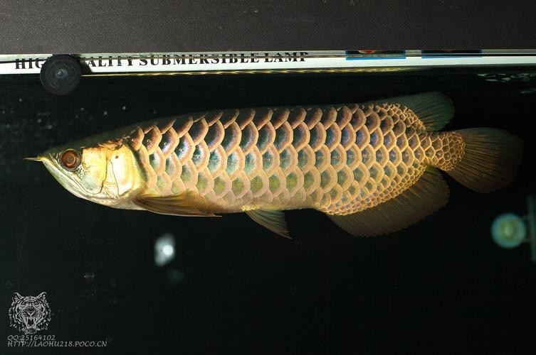 黑色金龍魚圖片大全大圖