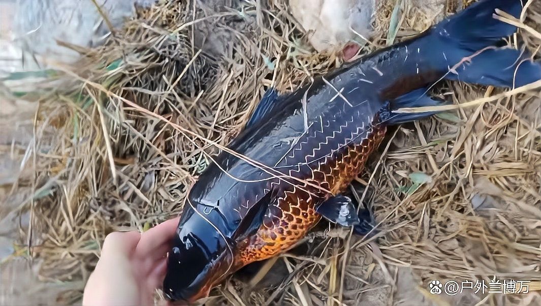 黑色金龍魚圖片大全大圖
