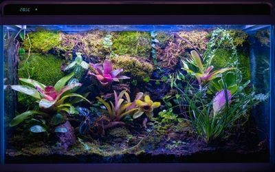剛用玻璃膠粘的魚缸多久可以養魚了（使用玻璃膠粘接魚缸后需要考慮到魚缸的安全性和水質的適應性）