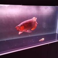 紅龍魚的飼養的方法