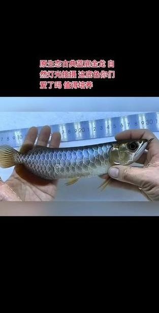 龍魚用什么燈光比較好看呢