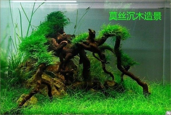 魚缸水草搭配效果圖欣賞：魚缸水草搭配圖片欣賞，魚缸生態平衡維護方法