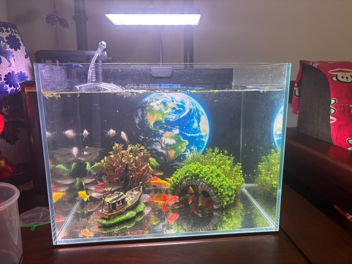 紅龍魚的挑選技巧，紅龍魚品相圖解視頻大全，