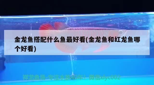 龍魚和什么魚搭配顯得高檔好看呢，與龍魚搭配的魚類有哪些
