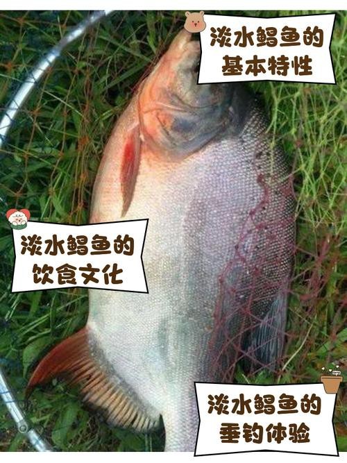 淡水鯧魚圖片