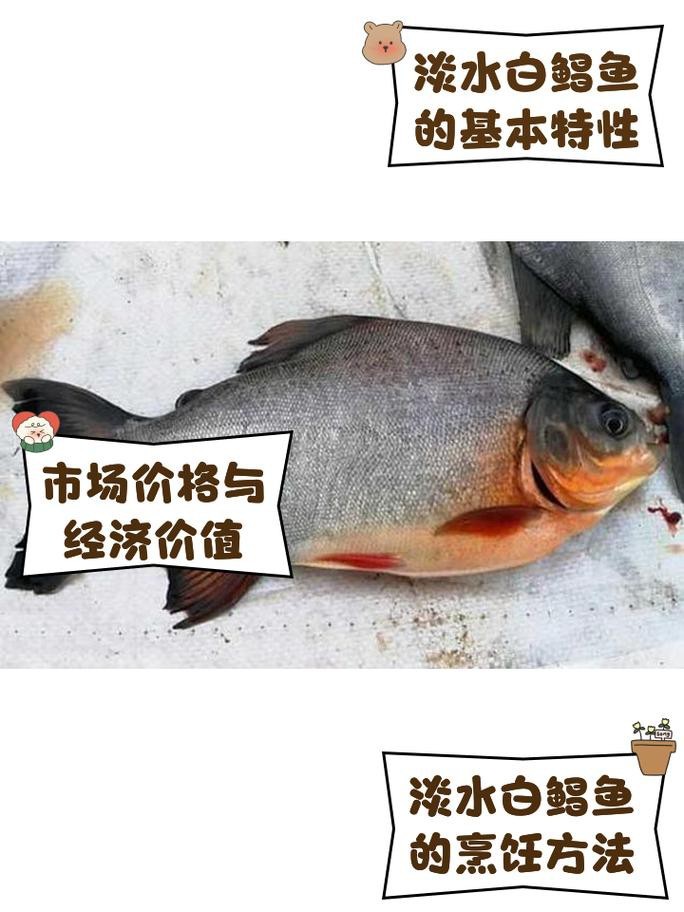 淡水鯧魚圖片