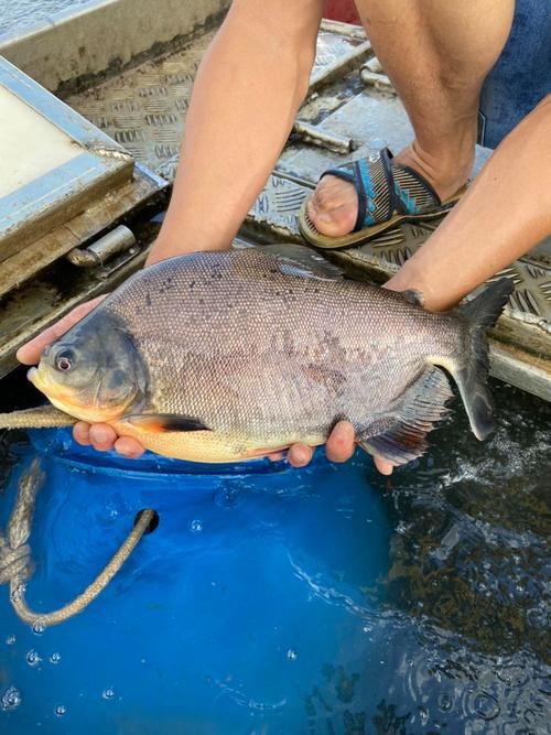 淡水鯧魚圖片