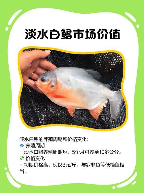 淡水鯧魚圖片