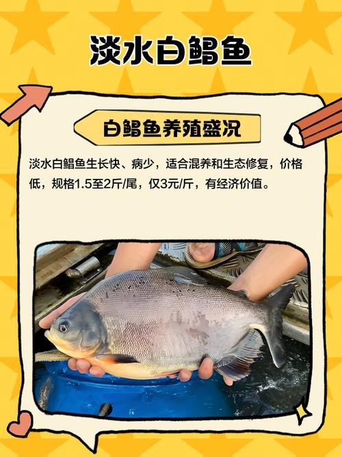 淡水鯧魚圖片