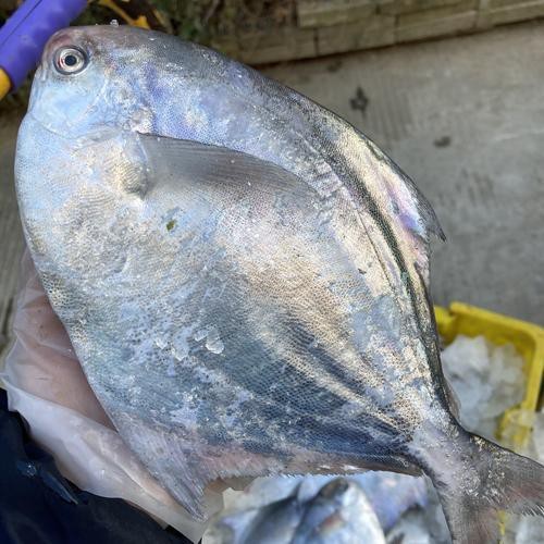 淡水鯧魚圖片