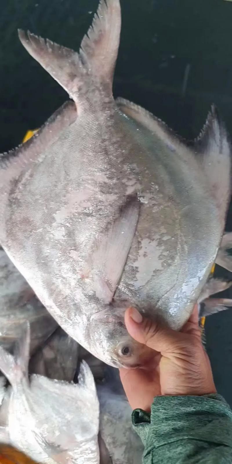 淡水鯧魚圖片