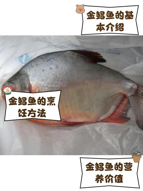 淡水鯧魚圖片