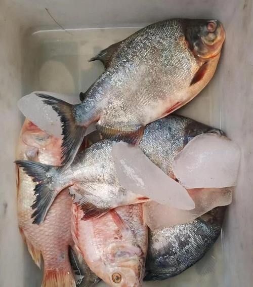 淡水鯧魚圖片