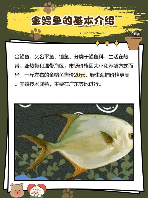 淡水鯧魚圖片