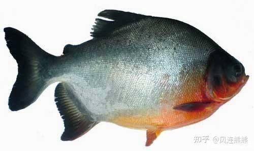 淡水鯧魚圖片