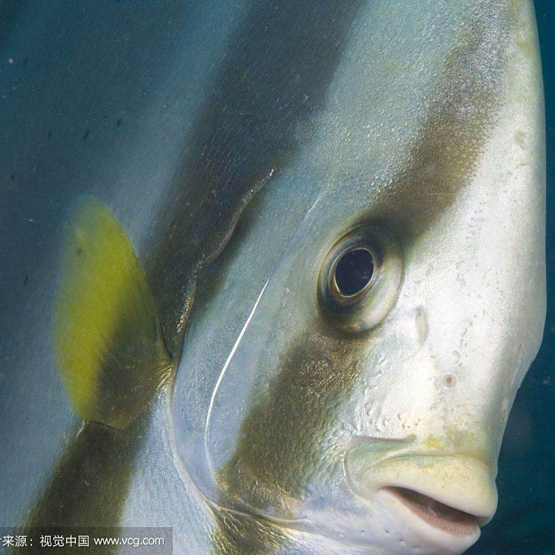 淡水鯧魚圖片