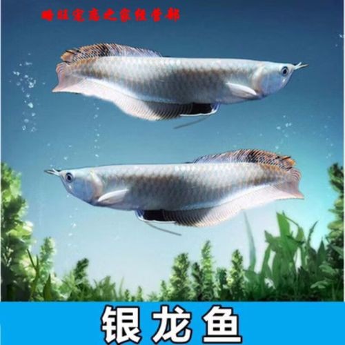 紅龍過背與高背的圖片