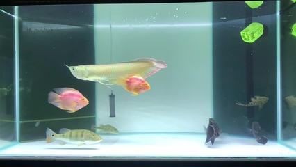 飛鳳魚(yú)的飼養(yǎng)技巧與誤區(qū)：養(yǎng)殖飛鳳魚(yú)的注意事項(xiàng)