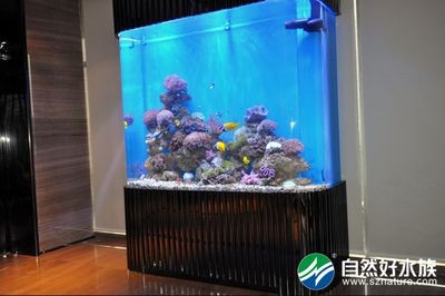 底濾魚缸清理方法:底濾魚缸處理魚屎的幾個步驟 魚缸百科 第1張 底濾魚缸清理方法:底濾魚缸處理魚屎的幾個步驟 底濾魚缸清理方法:底濾魚缸處理魚屎的幾個步驟 魚缸百科 第1張