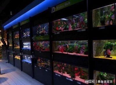 賣龍魚的利潤大嗎：開一個龍魚店需要考慮哪些因素？