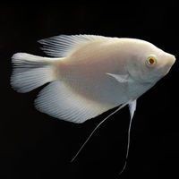 紅眼白子招財龍的價格是多少？