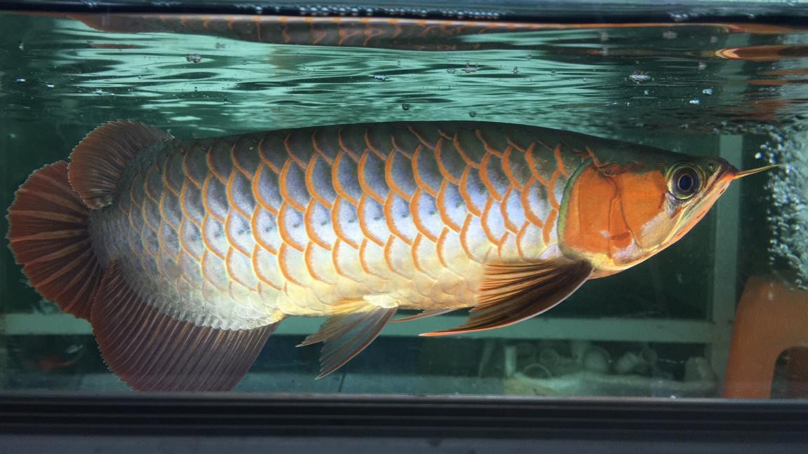 紅龍魚不吃食怎么辦:我剛請的龍魚放進缸的第一天還愛游動可是今天怎么不愛動了也不吃食