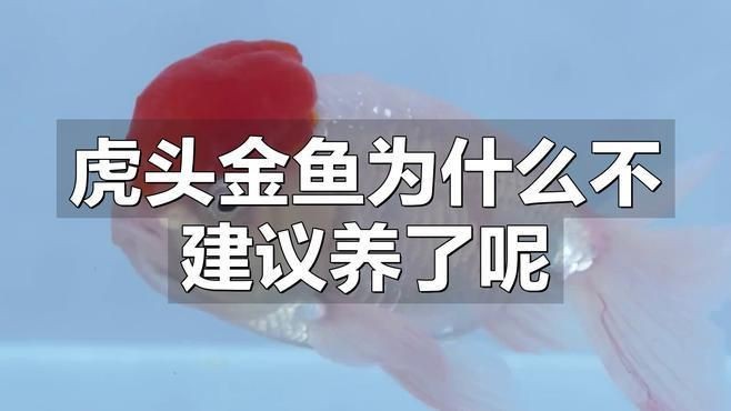 虎頭金魚為什么不建議養了呢