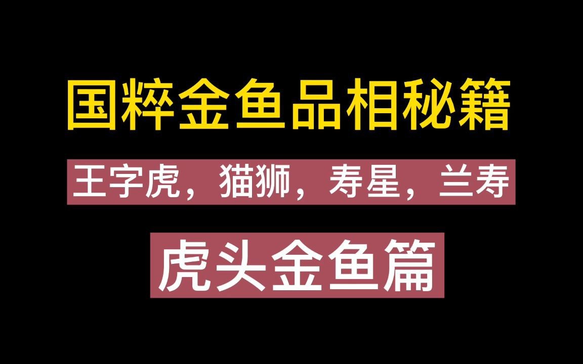 虎頭金魚為什么不建議養了呢