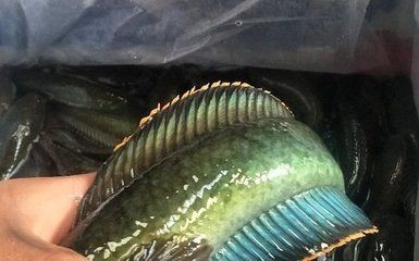 龍魚批發市場一手貨源（選擇哪個地方批發龍魚最好賣）