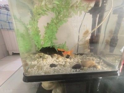觀賞魚缸換水后需要放鹽嗎：觀賞魚缸換水后放鹽可以起到殺菌消擾硝化細菌的作用
