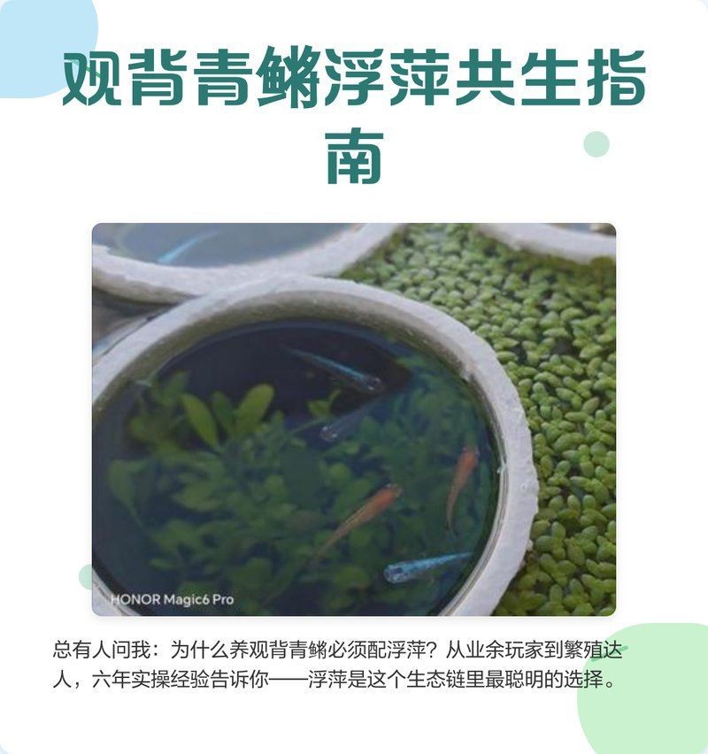 觀背青鳉為什么要養浮萍
