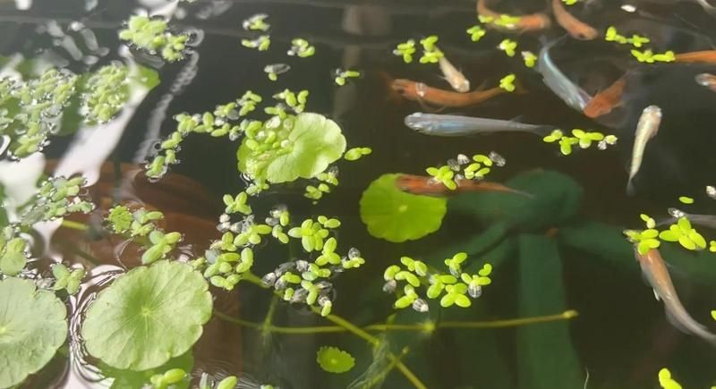 觀背青鳉為什么要養浮萍