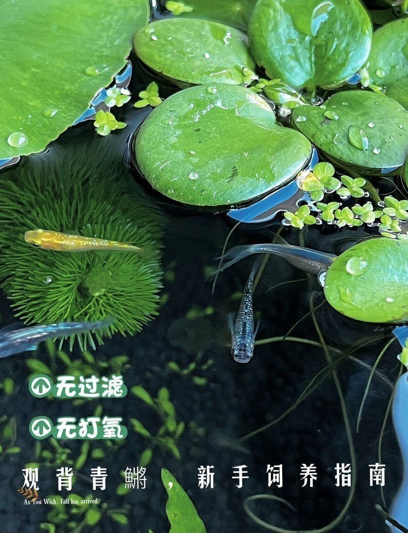 觀背青鳉為什么要養浮萍