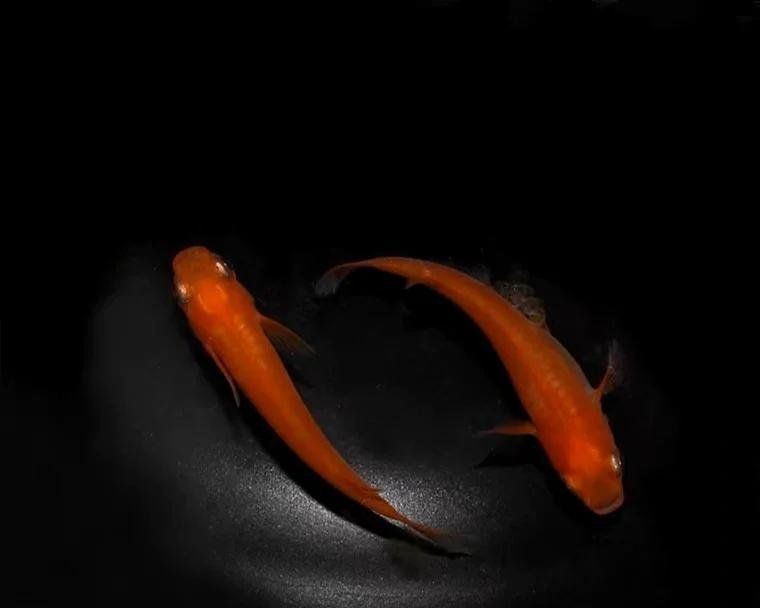 觀背青鳉為什么要養浮萍