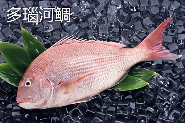 鯛魚十大品種
