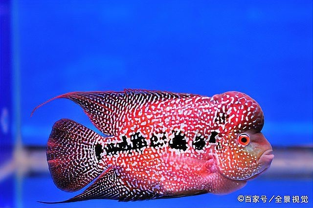 水族店利潤有多大