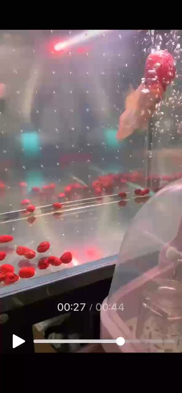 幫我看看這條魚(yú)怎么了哦，殺蟲(chóng)沒(méi)用，每天都會(huì)好幾次
