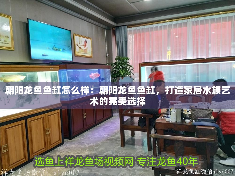朝陽龍魚魚缸怎么樣：朝陽龍魚魚缸，打造家居水族藝術的完美選擇