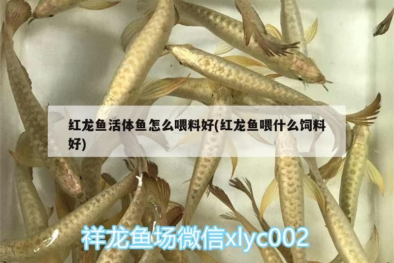 紅龍魚要多大的魚缸(紅龍需要多大的魚缸)